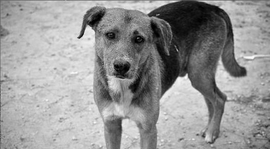 Muslim Girl Holds Dog - Malaysia