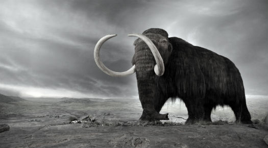 Mammoth