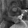 Orangutan Babysits Tiger Cubs