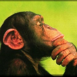 chimp3's picture